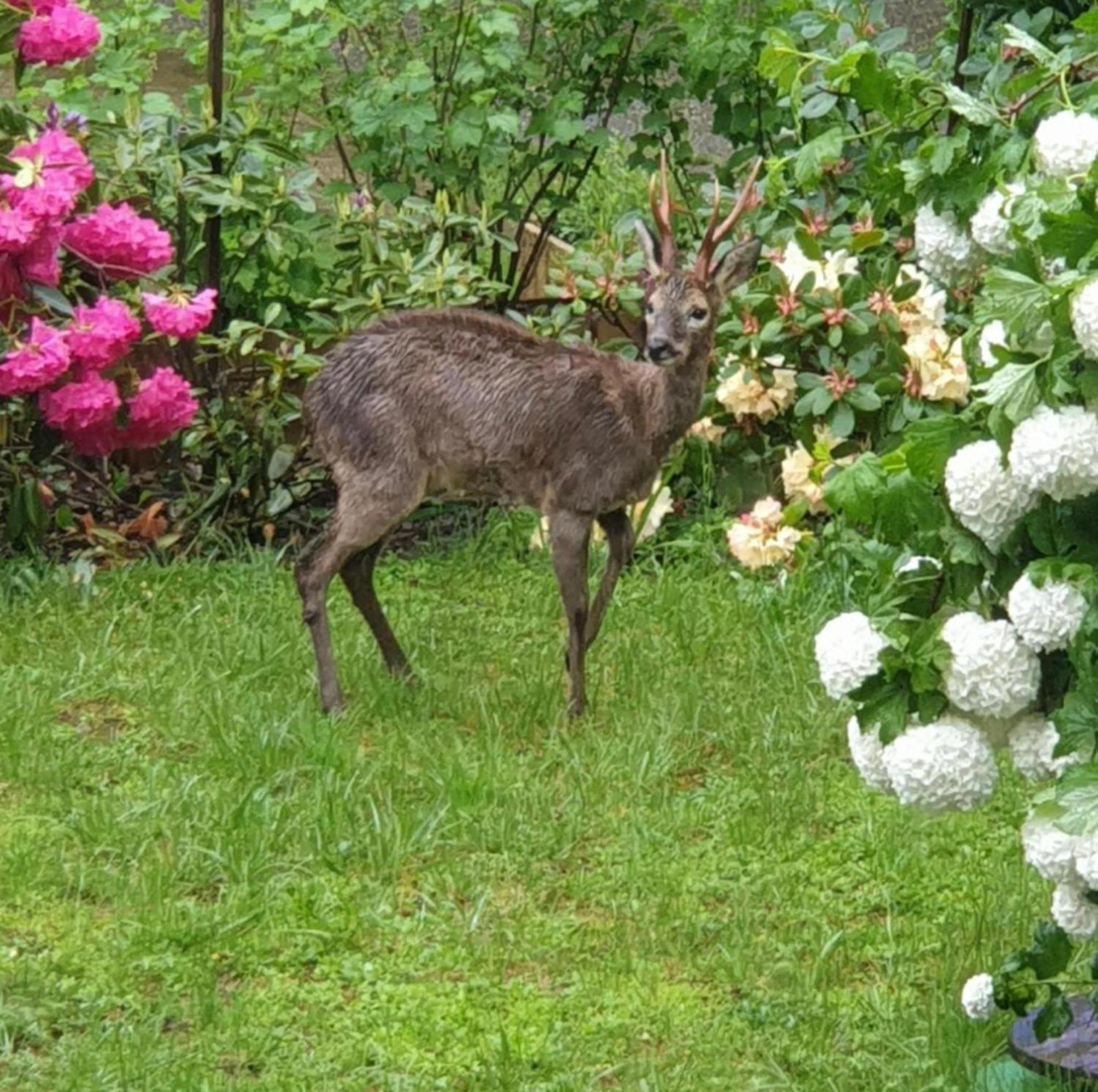 Les Tables Aux Vaches Raviege Hotel La Salvetat-sur-Agout Exterior foto